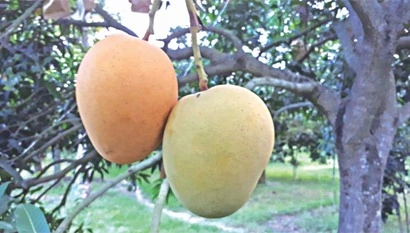 Himsagar Mango 1 kg